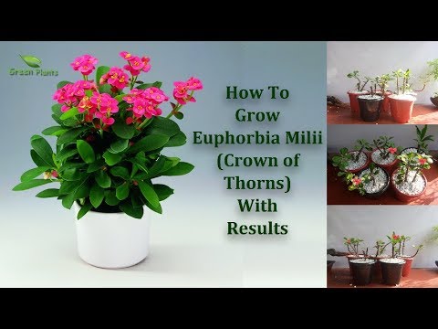 How to Grow Euphorbia Milii or Crown of Thorns & Cuttings to Repotting Update Video// GREEN PLANTS Video