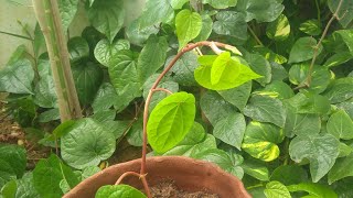 ஒரு வாரத்தில் வெத்திலை கொடி வளர்க்கலாம்/ How to grow betel leaf plant