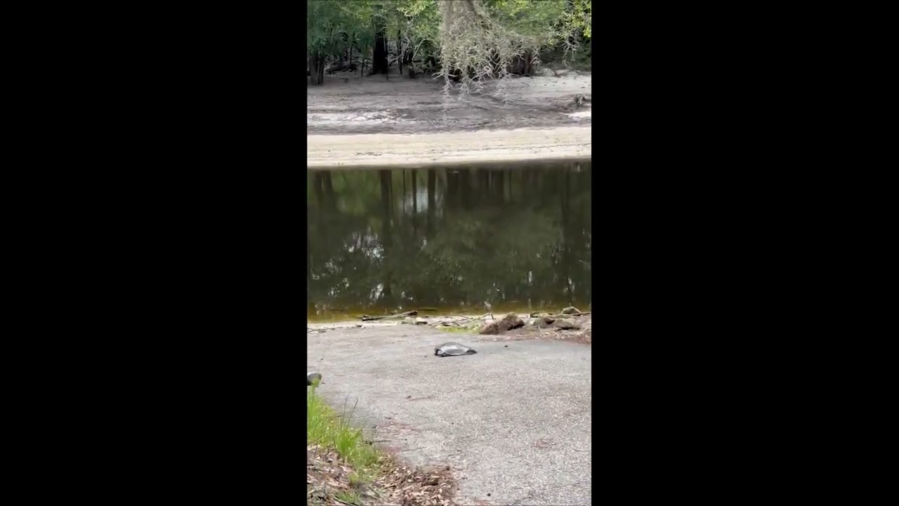 A Soft-Shell Turtle Running Like a Track Star || ViralHog