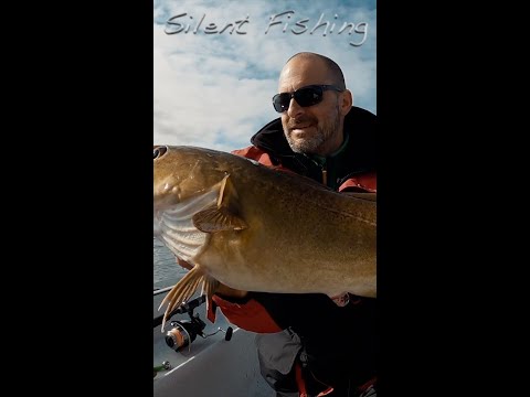 Big cod at Velfjord Nordnorway! #shorts