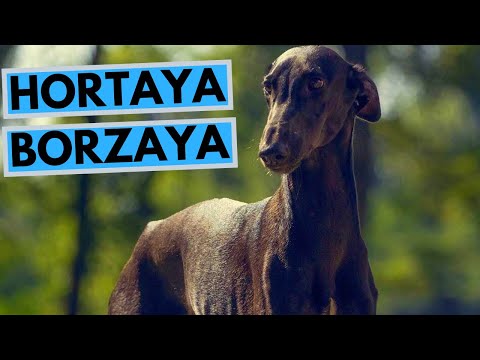, title : 'Hortaya Borzaya Dog Breed - Facts and Information'