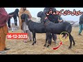 Sahiwal Bakra Mandi Ki Update Top Class Beetal Goats With Kids Pregnant Beetal Goat