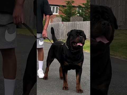 Rottweiler puppy is cute 😍/ Rottweiler dog is Khatarnak dog breeds 🐕 #rottweiler #cute #puppy #viral
