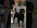 Rottweiler puppy is cute 😍/ Rottweiler dog is Khatarnak dog breeds 🐕 #rottweiler #cute #puppy #viral