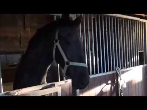 Movie of Klaske in stall