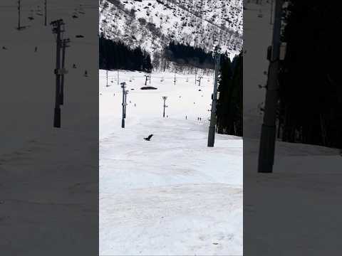 BANKED SLALOM@Kandatsu (2025.04) #shorts