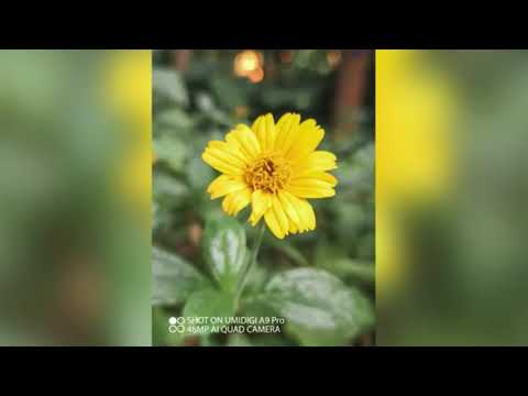 UMIDIGI A9 Pro Unboxing