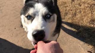 Making friends with a Scared, Stray Husky