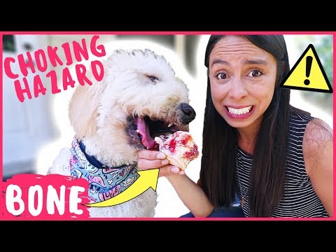 YouTube video about: Where can I get raw bones for my dog?