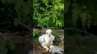 wildlife golden eagle baby in nest #goldeneagles #wildlife #babyeagle
