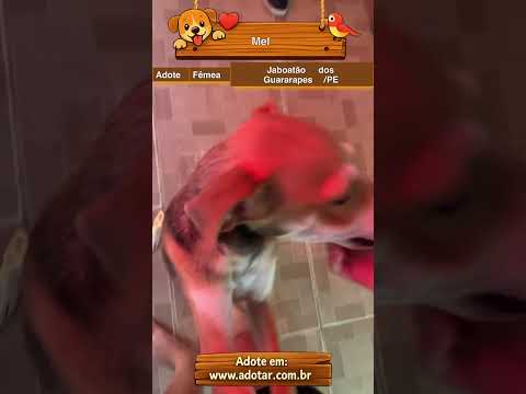 Vídeo de Mel