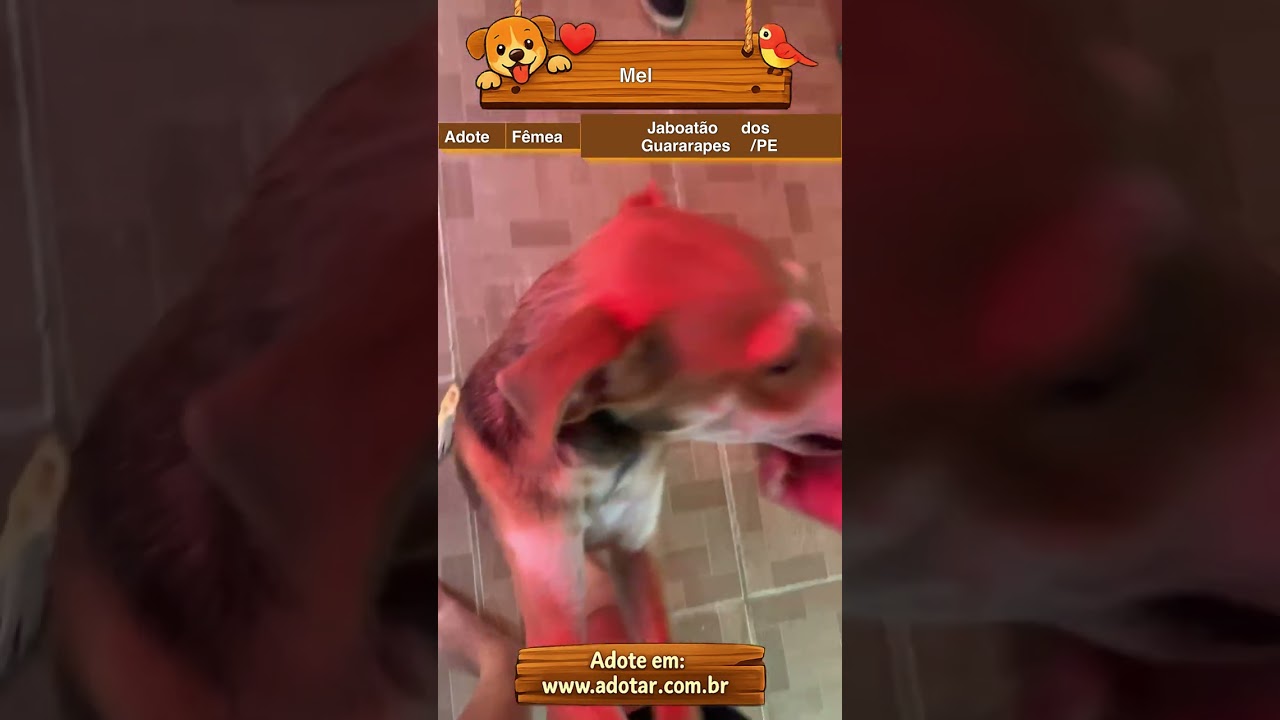 Cachorro raça SRD-ViraLata idade 2 a 6 meses nome Mel