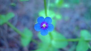 The Grey Cards - "Beverly Kenney"