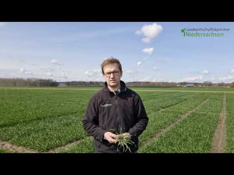 Entwicklungsstand Getreide in KW 15/16 2021