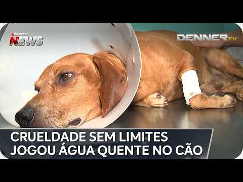 Cão é queimado com líquido quente e revolta moradores de Goiânia | #BoletimNews