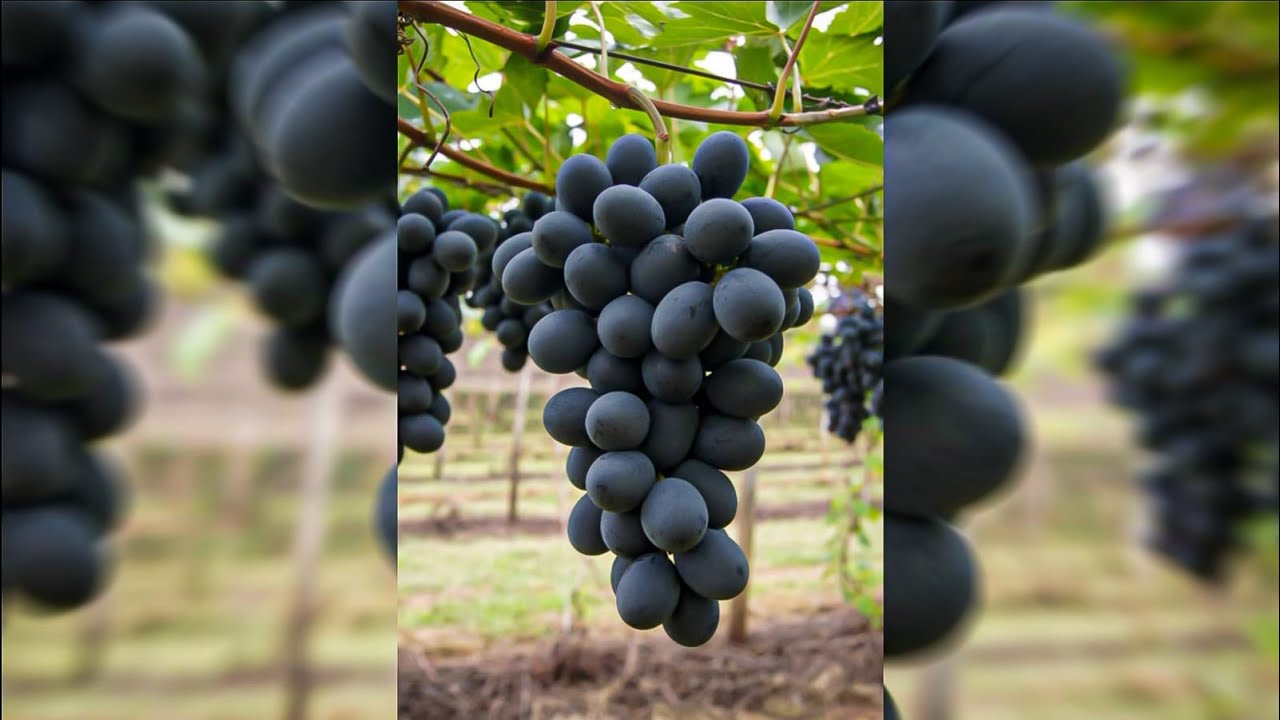 UVAS NÚBIA, VITORIA E ISABEL NO MEU QUINTAL | 01