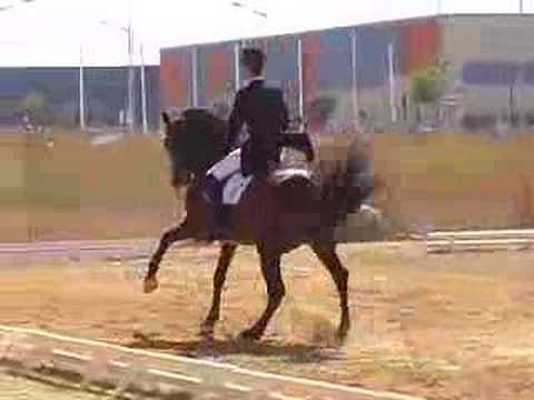 PRE Andalusian Escalera Int. I stallion for sale WWW.HORSESPRE.COM