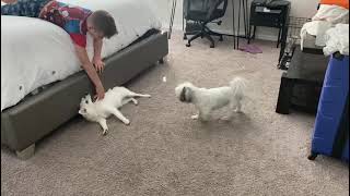 American Eskimo Dog Puppies Videos