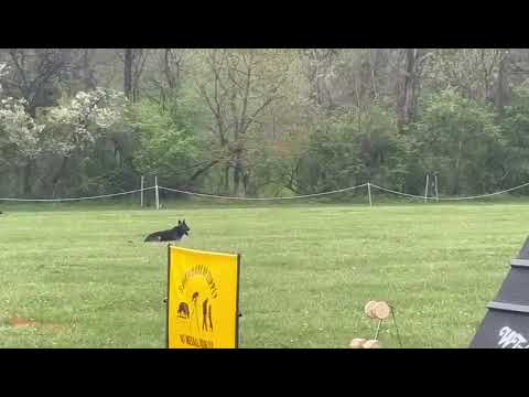 T Floyd & Xanto Vom Floyd Haus Gscda national 2025