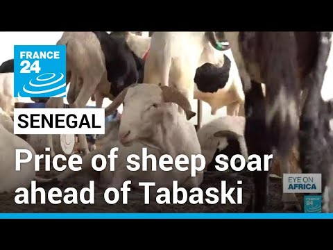 Senegal: price of sheep soar ahead of Tabaski • FRANCE 24 English