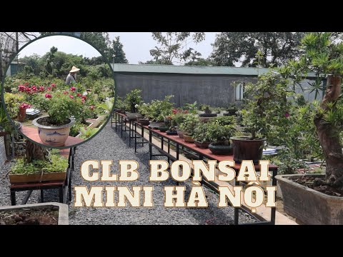 NGÀY CHỦ NHẬT NGẮM CÂY TẠI VƯỜN PHÔI CLB BONSAI MINI HÀ NỘI | Bonsai Quý Khôi #283