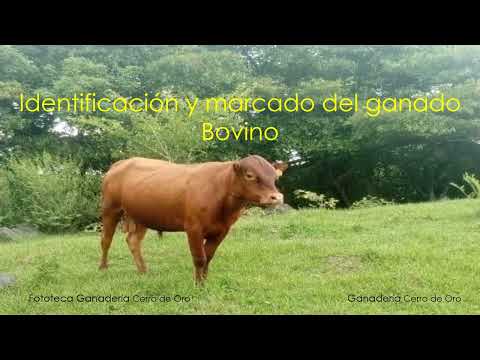Como Herrar Ganado