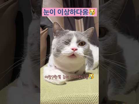갑자기 한쪽눈이 붙어버린 고양이