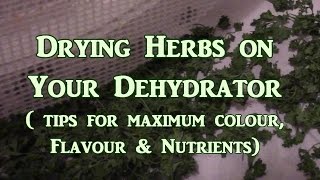 Drying Herbs On the Dehydrator What You Need To Know