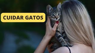 COMO CUIDAR de um GATO -  6  DICAS PARA DONOS NOVOS E EXPERIENTES
