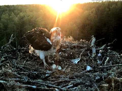 Beautiful female osprey stretches her wings and leaves the nest at sunset