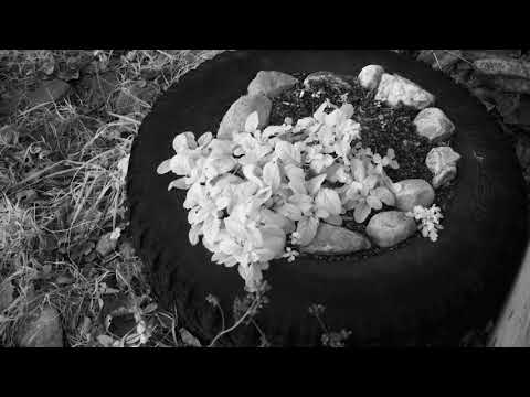 720nm Infrared Nikon D5500 Test Video