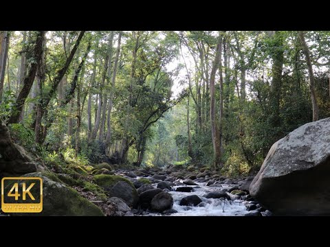 4K Relaxing River | Forest - Ultra HD Nature Video -  Water Sounds White Noise - Sleep/Study