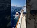 This Shark Surprised A Group Of Men While Fishing And Attacked Them You Won T Believe What Happened