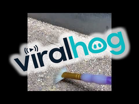 Six Eyed Sand Spider Vs Paintbrush || ViralHog