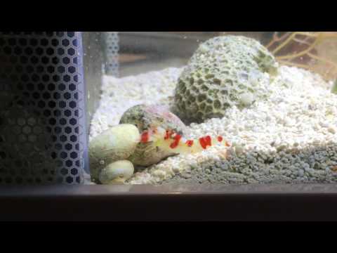 Pistol Shrimp Kills Hermit Crab