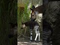 Okapi Calf