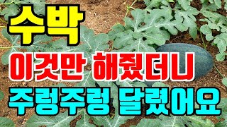 수박 이것만 해줬더니 주렁주렁 달렸어요. 꼭 늦지않게 해줘야할것