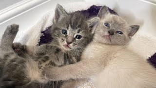 My Foster Kittens DOUBLED In Size Overnight!