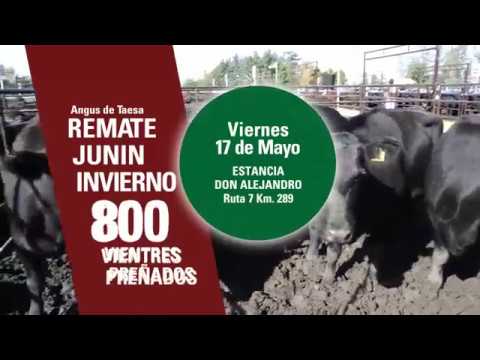 Remate Invierno Angus de Taesa