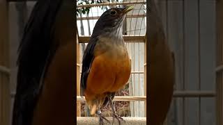 FANTASTIC ! ESSE CANTO DA SABIA LARANJEIRA