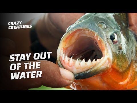 Você pode ser comido por piranhas?