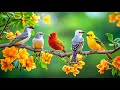Escape Stress Birdsong Piano Music For A Calm Mind Body ️