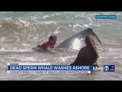 Beached whale: Lydgate Beach closed, shark warning