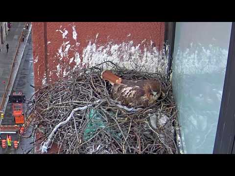 Hawk lays 3rd egg of 2019, male visits nest (NYU Hawk Cam)