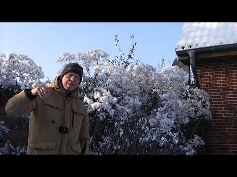 Topinambur, - Anbau, Ernte und ein leckeres Rezept