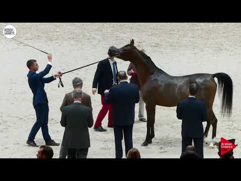 N.76 PRIMERA - Paris 2018 - Senior Mares (Class CM 3B)