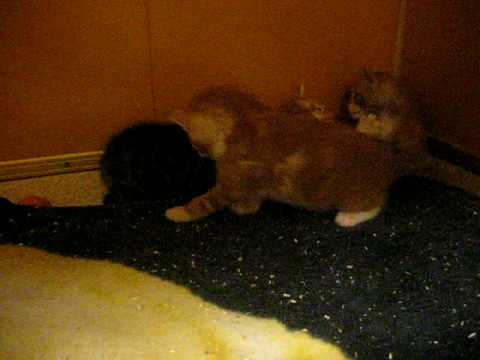 Neilikan pentue 4 vk (Oitin kissatalo)