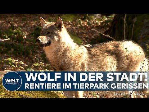 Video Thumbnail: COTTBUS: Rentiere im Tierpark gerissen! Ein Wolf streift durch das Stadtgebiet