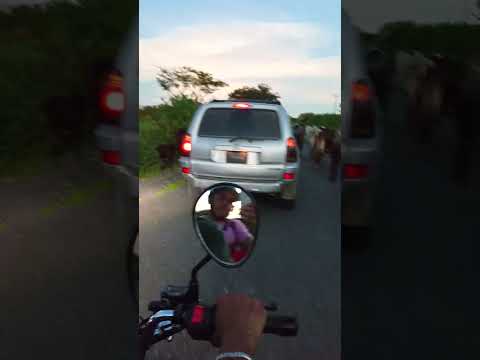 Don Chicho Roque de regreso a Arismendi estado Barinas