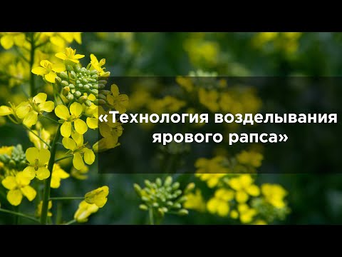 Технология возделывания ярового рапса